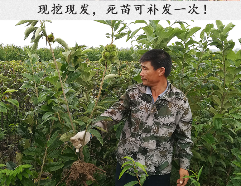 华丰板栗苗包成活现挖现卖当年结果南北方种植死苗免费补发