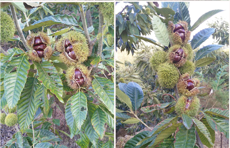 华丰板栗苗包成活现挖现卖当年结果南北方种植死苗免费补发