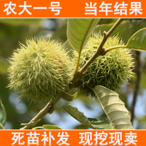 农大一号板栗苗包成活当年结果南北方种植死苗免费补发