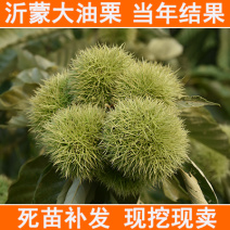 沂蒙板栗苗包成活现挖现卖当年结果南北方种植死苗免费补发