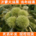 沂蒙板栗苗包成活现挖现卖当年结果南北方种植死苗免费补发