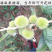沂蒙板栗苗包成活现挖现卖当年结果南北方种植死苗免费补发