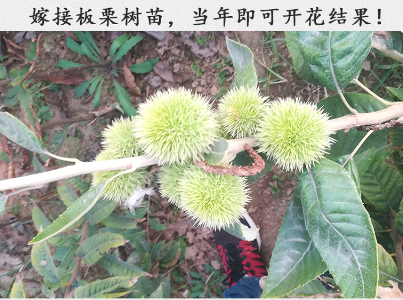 沂蒙板栗苗包成活现挖现卖当年结果南北方种植死苗免费补发