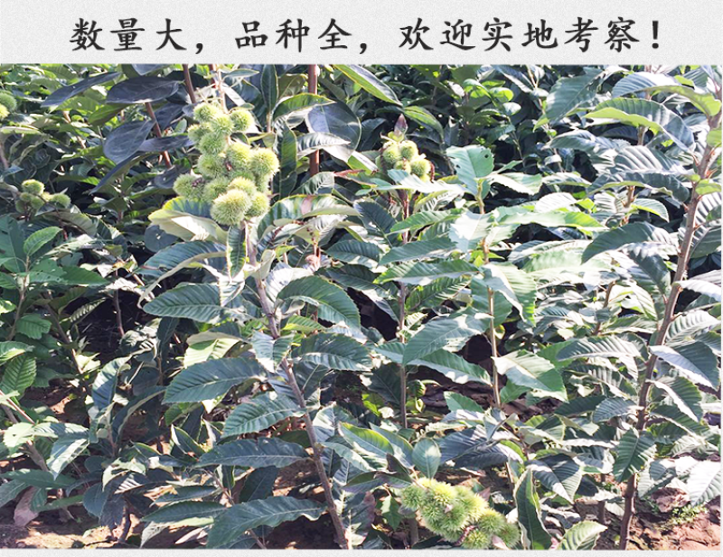 沂蒙板栗苗包成活现挖现卖当年结果南北方种植死苗免费补发
