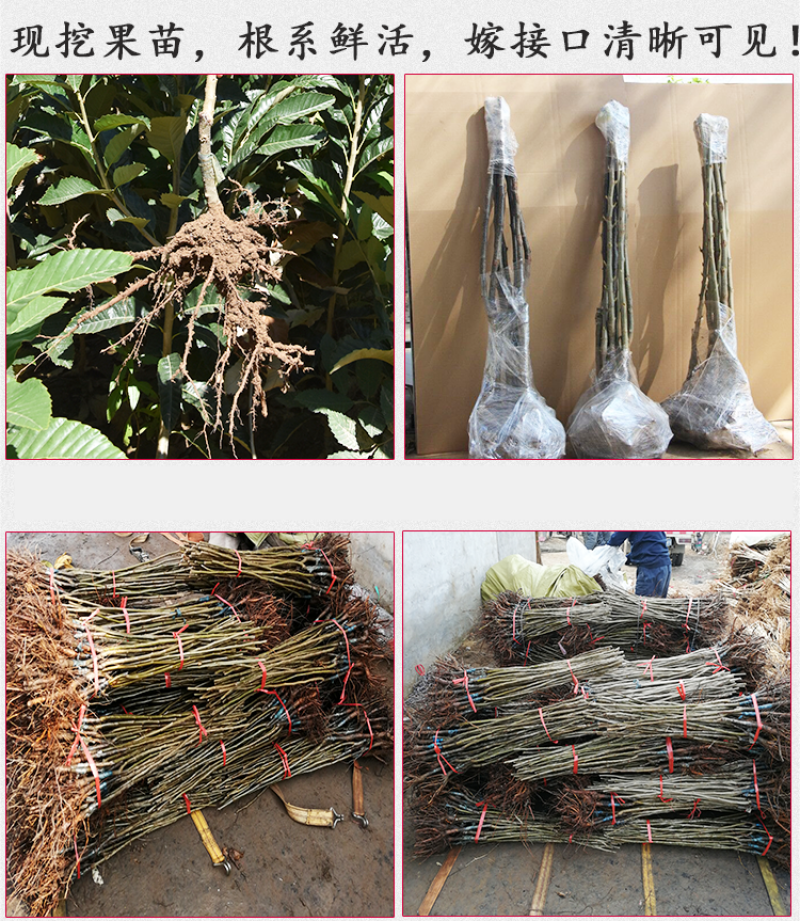 沂蒙板栗苗包成活现挖现卖当年结果南北方种植死苗免费补发