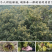 沂蒙板栗苗包成活现挖现卖当年结果南北方种植死苗免费补发