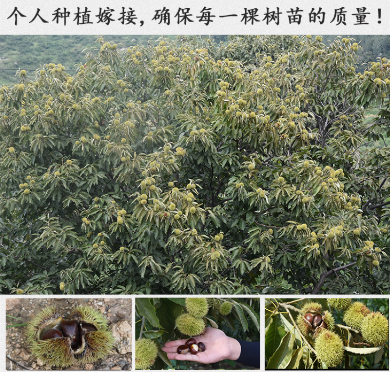 沂蒙板栗苗包成活现挖现卖当年结果南北方种植死苗免费补发