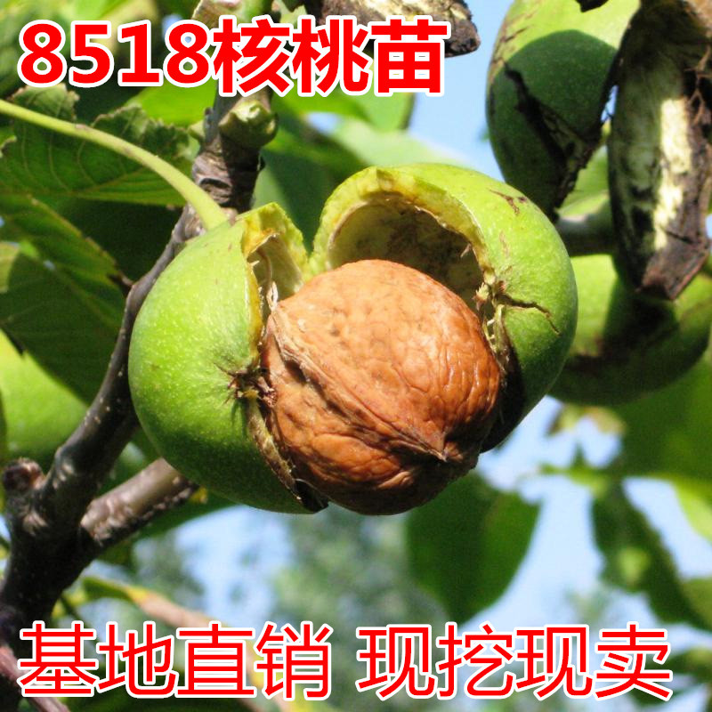 8518核桃苗包成活现挖现卖当年结果南北方种植死苗免费