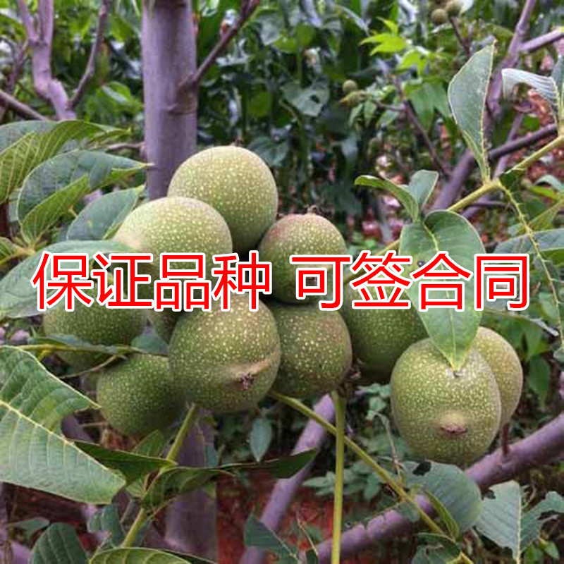 薄皮核桃苗包成活现挖现卖当年结果南北方种植死苗免费补发