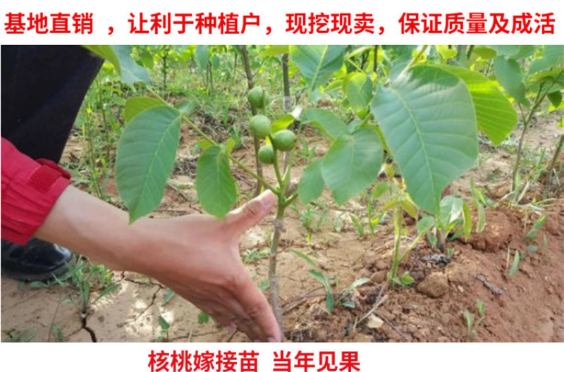 薄皮核桃苗包成活现挖现卖当年结果南北方种植死苗免费补发