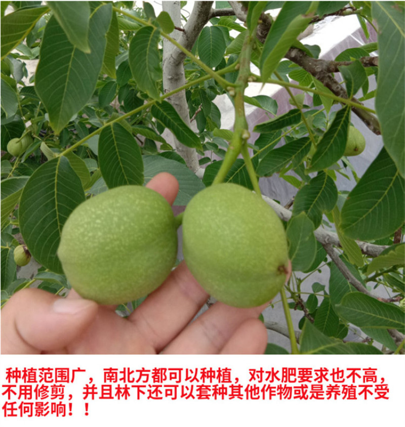 薄皮核桃苗包成活现挖现卖当年结果南北方种植死苗免费补发