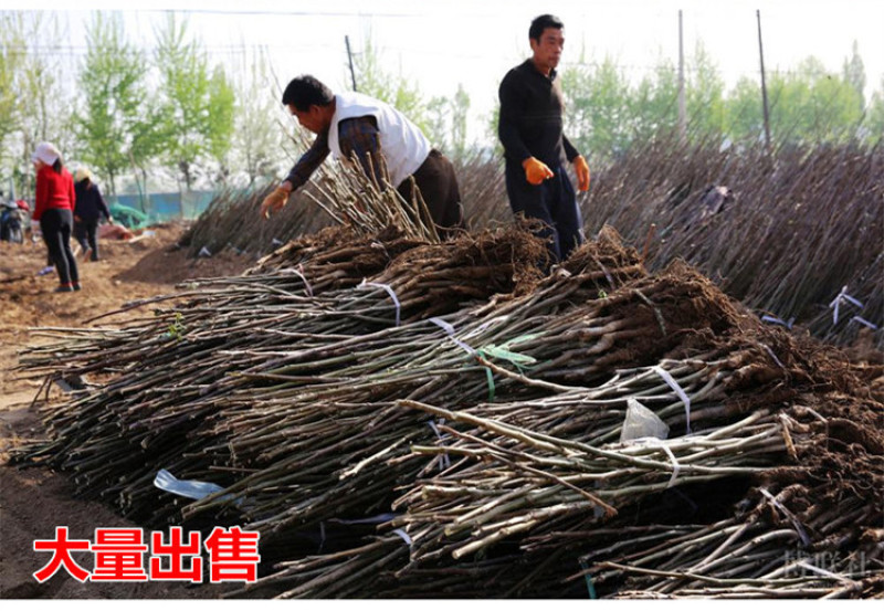 薄皮核桃苗包成活现挖现卖当年结果南北方种植死苗免费补发