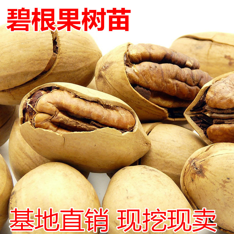碧根果核桃苗包成活现挖现卖当年结果南北方种植死苗免费补发