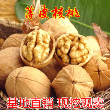 薄皮核桃苗包成活现挖现卖当年结果南北方种植死苗免费补发