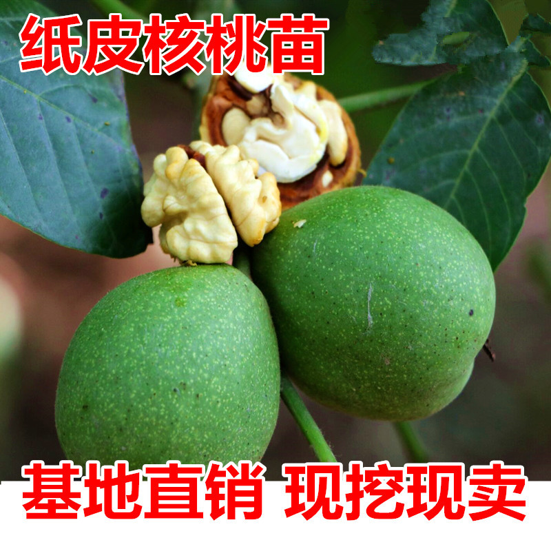 纸皮核桃苗包成活现挖现卖当年结果南北方种植死苗免费补发