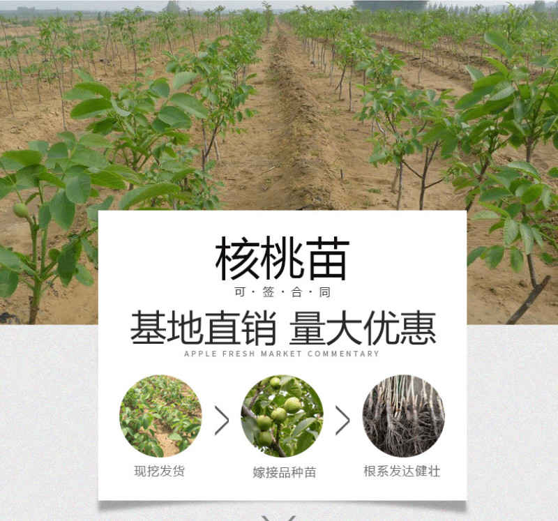 纸皮核桃苗包成活现挖现卖当年结果南北方种植死苗免费补发