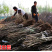 纸皮核桃苗包成活现挖现卖当年结果南北方种植死苗免费补发