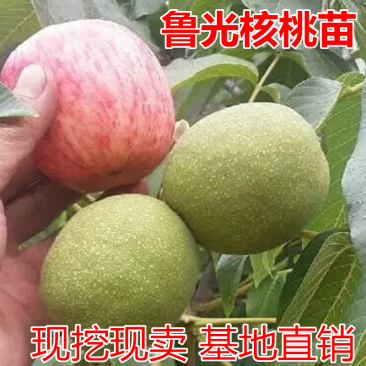 鲁光核桃苗包成活现挖现卖当年结果南北方种植死苗免费补发