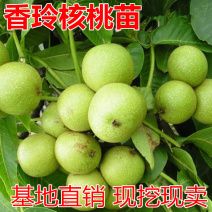 香玲核桃苗包成活现挖现卖当年结果南北方种植死苗免费补发