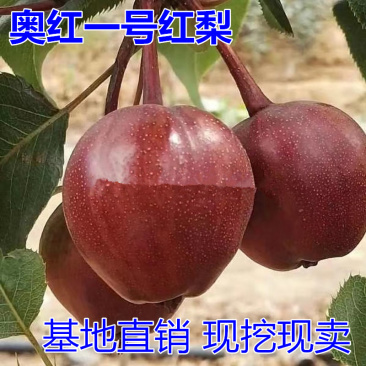 奥红一号红梨树苗包成活当年结果南北方种植死苗免费补发