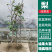 奥红一号红梨树苗包成活当年结果南北方种植死苗免费补发