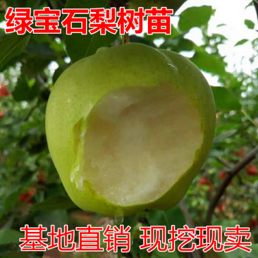 绿宝石梨树苗包成活当年结果南北方种植死苗免费补发