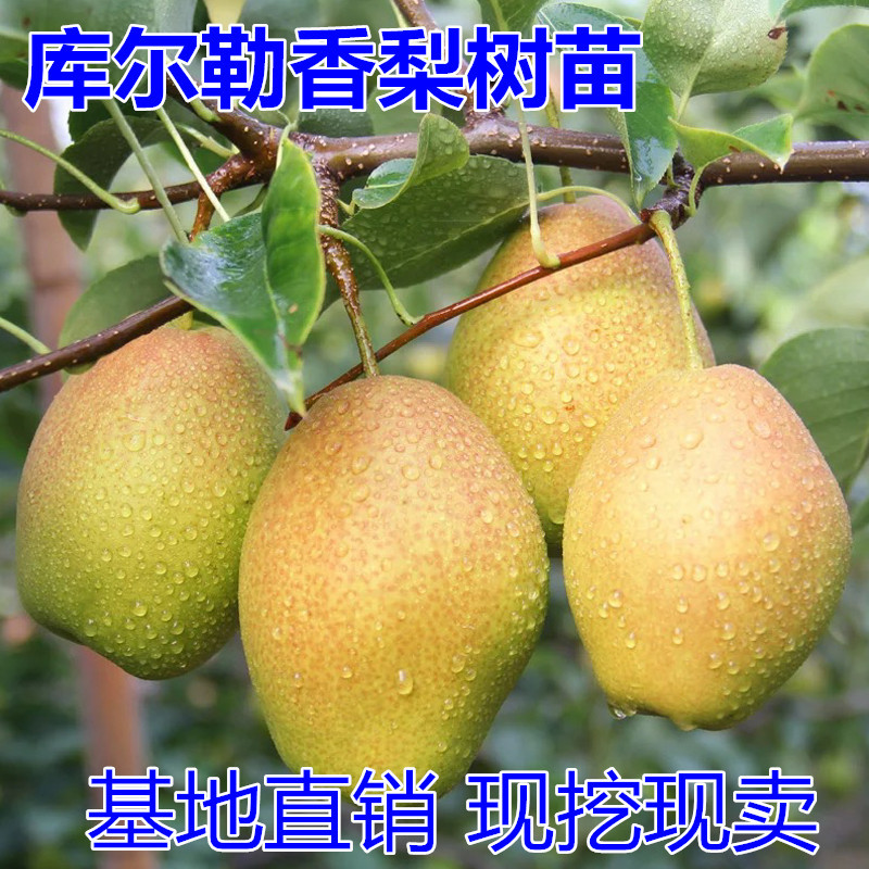库尔勒香梨树苗包成活当年结果南北方种植死苗免费补发