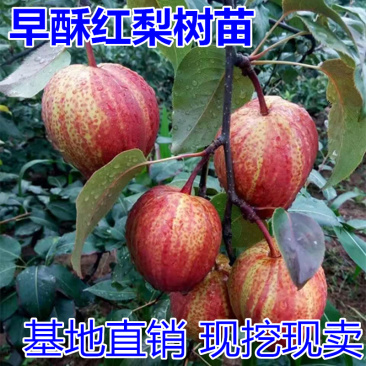 早酥红梨树苗包成活当年结果南北方种植死苗免费补发