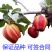 早酥红梨树苗包成活当年结果南北方种植死苗免费补发