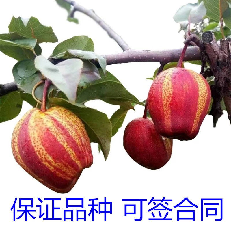 早酥红梨树苗包成活当年结果南北方种植死苗免费补发