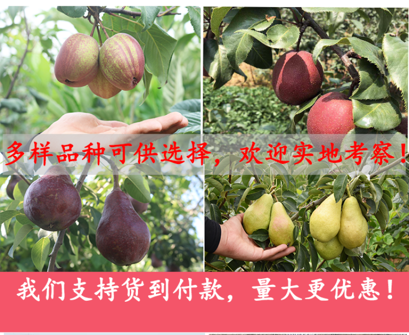 早酥红梨树苗包成活当年结果南北方种植死苗免费补发