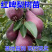 红啤梨树苗包成活现挖现卖当年结果南北方种植死苗免费补发