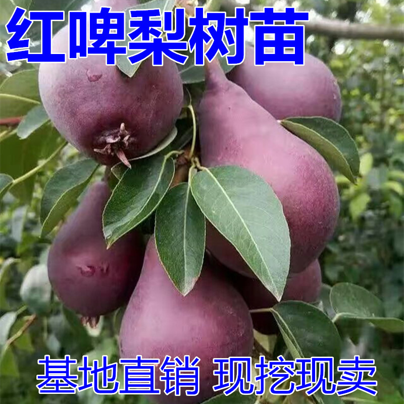 红啤梨树苗包成活现挖现卖当年结果南北方种植死苗免费补发
