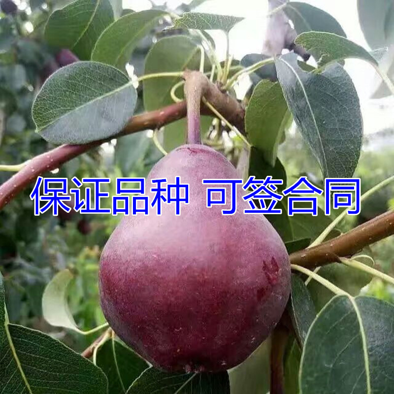 红啤梨树苗包成活现挖现卖当年结果南北方种植死苗免费补发