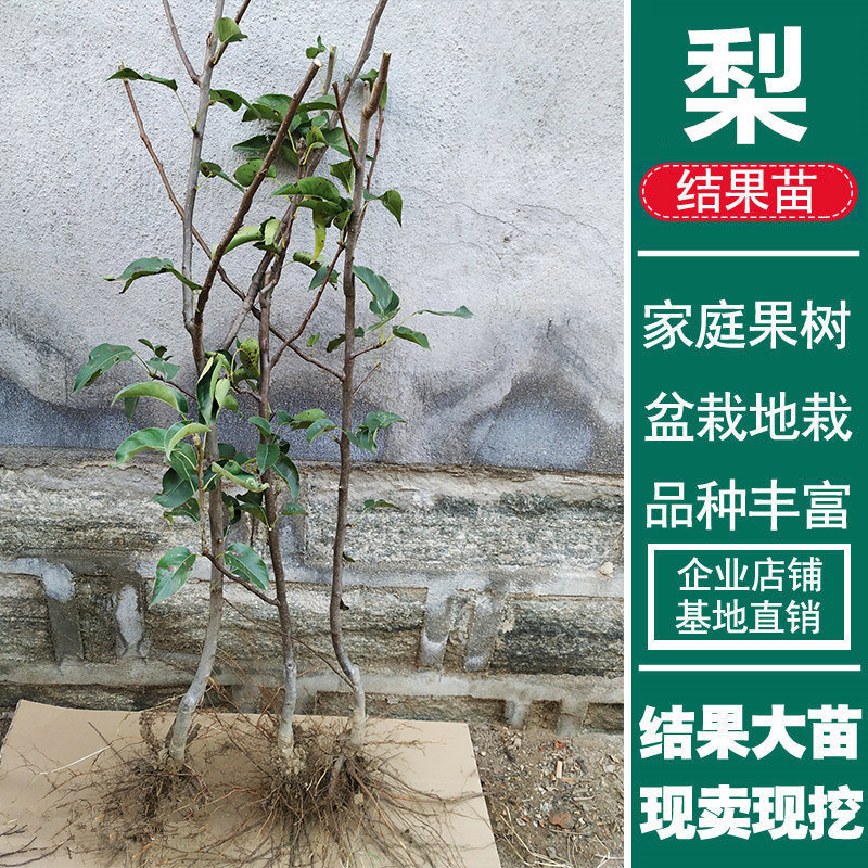 红啤梨树苗包成活现挖现卖当年结果南北方种植死苗免费补发