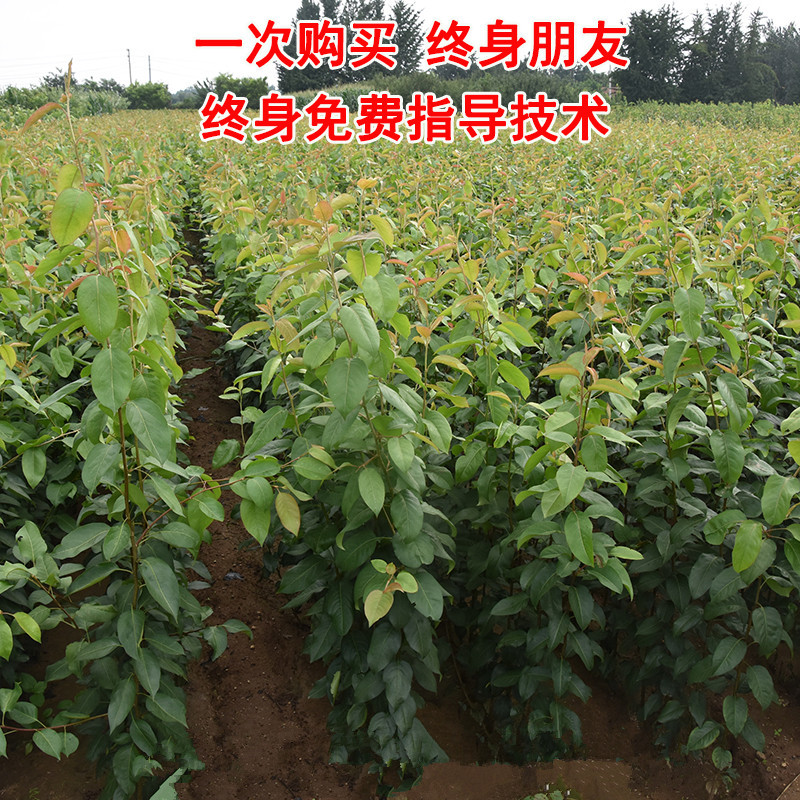 红啤梨树苗包成活现挖现卖当年结果南北方种植死苗免费补发
