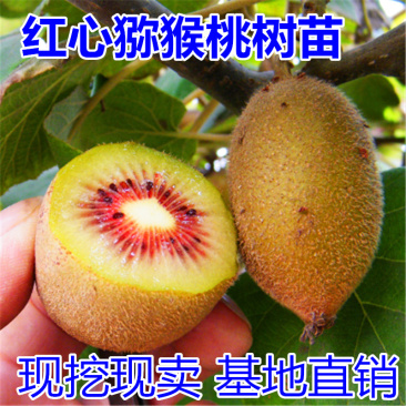 红心猕猴桃苗包成活当年结果南北方种植死苗免费补发