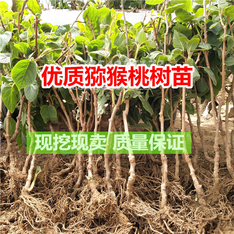 红心猕猴桃苗包成活当年结果南北方种植死苗免费补发