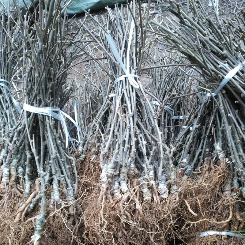 红心猕猴桃苗包成活当年结果南北方种植死苗免费补发
