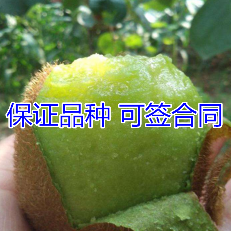 绿心猕猴桃树苗包成活现挖现卖当年结果南北方种植死苗免费