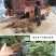绿心猕猴桃树苗包成活现挖现卖当年结果南北方种植死苗免费