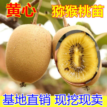 黄心猕猴桃树苗包成活当年结果南北方种植死苗免费补发