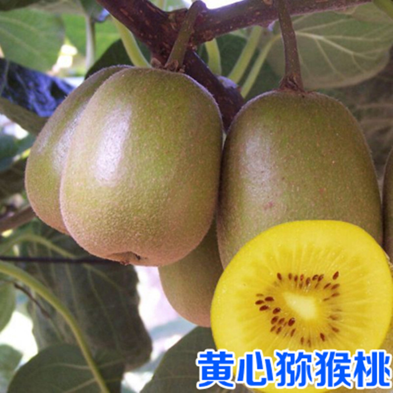 黄心猕猴桃树苗包成活当年结果南北方种植死苗免费补发