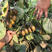 黄心猕猴桃树苗包成活当年结果南北方种植死苗免费补发
