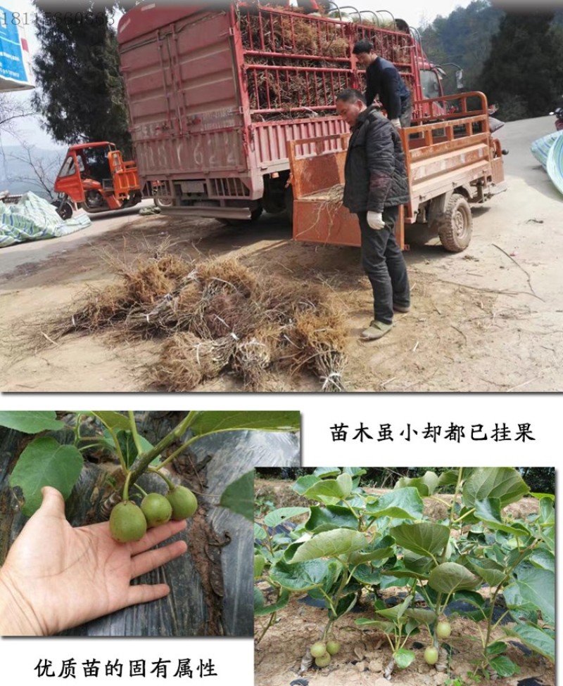 黄心猕猴桃树苗包成活当年结果南北方种植死苗免费补发