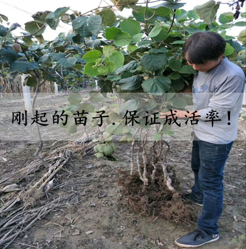 黄心猕猴桃树苗包成活当年结果南北方种植死苗免费补发