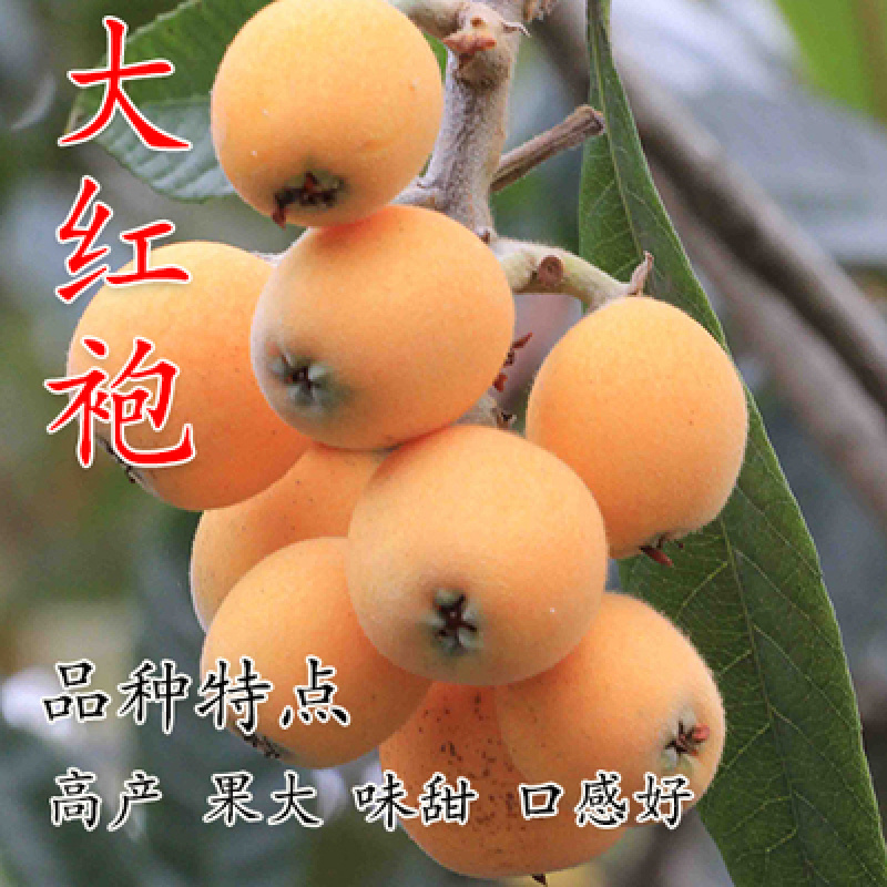 大红袍枇杷树苗包成活当年结果南北方种植死苗免费补发