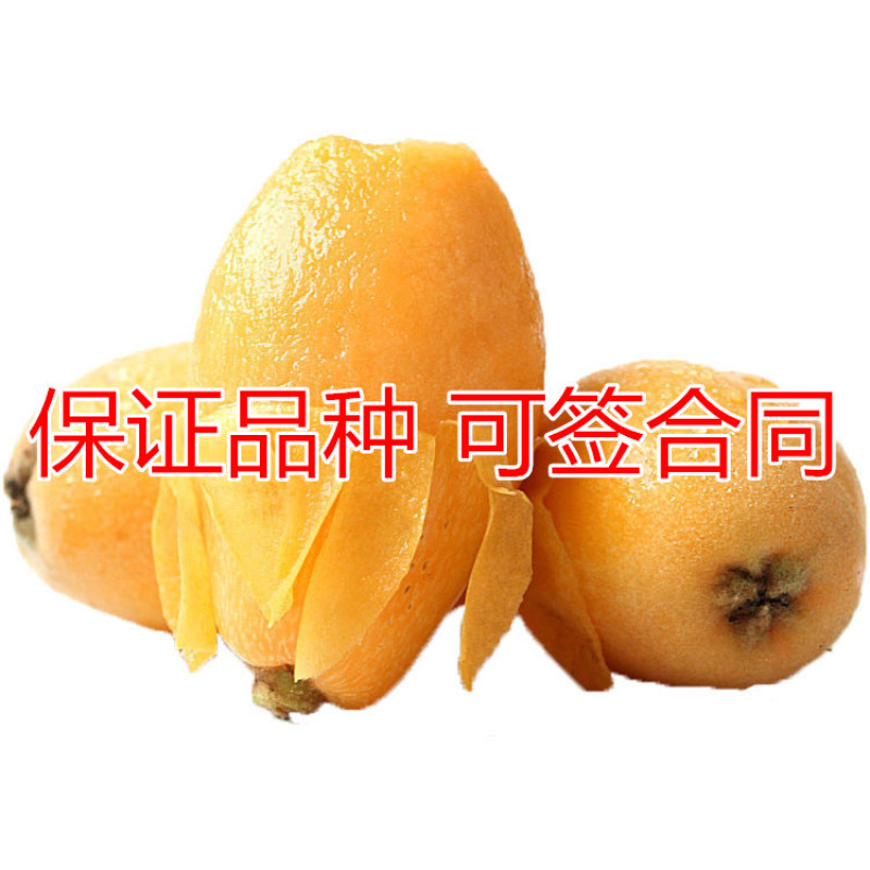 大红袍枇杷树苗包成活当年结果南北方种植死苗免费补发