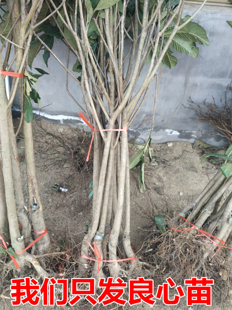 大红袍枇杷树苗包成活当年结果南北方种植死苗免费补发