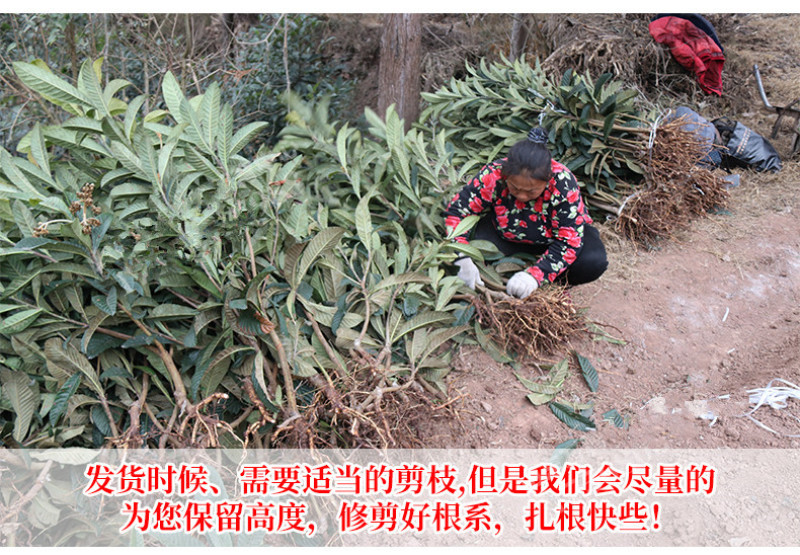 大红袍枇杷树苗包成活当年结果南北方种植死苗免费补发